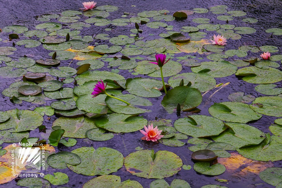 Chung Tai Chan Lotus Pond