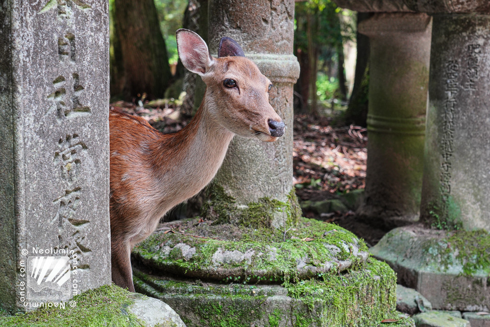 Nara Miniature Deer