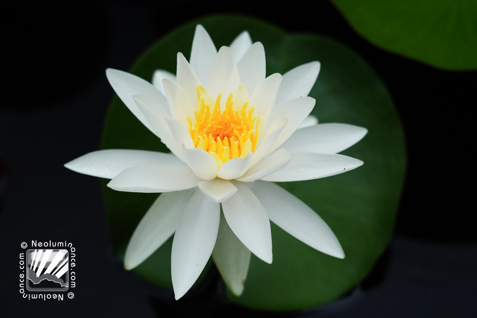 White Water Lily